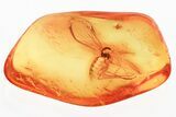 Detailed Fossil Fungus Gnat (Mycetophilidae) In Baltic Amber #330662-1